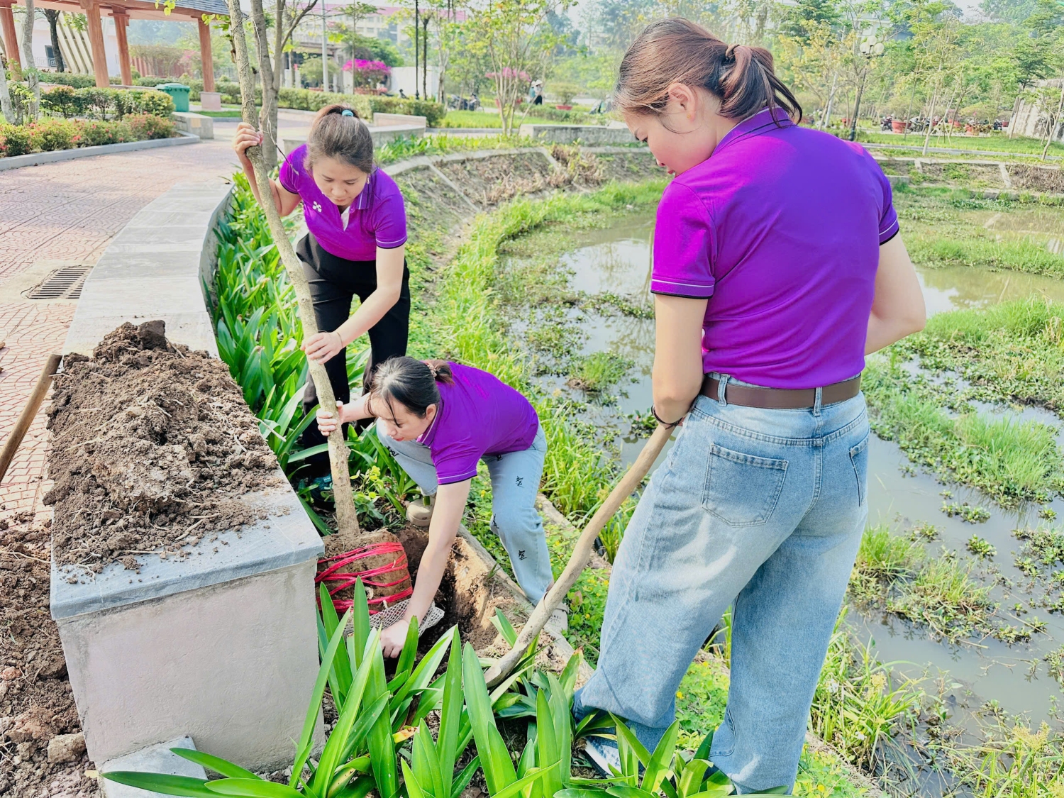 ĐOÀN VIÊN CÔNG ĐOÀN TRƯỜNG MẦM NON NOONG BUA THAM GIA BẢO VỆ, PHÁT TRIỂN CÂY HOA BAN TRÊN ĐỊA BÀN THÀNH PHỐ